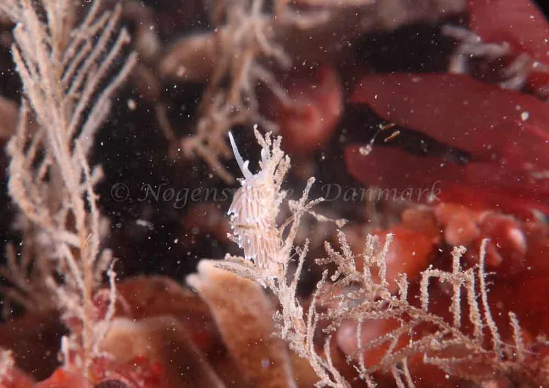 Cuthonella concinna - Ammoniakhavnen - Foto: Sigrid Obsen