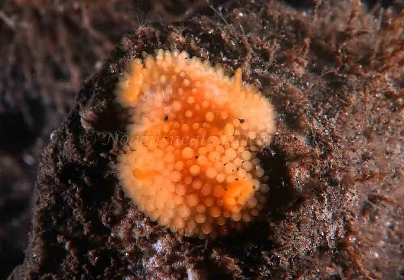 Onchidoris muricata - Ammoniakhavnen - Foto: Sigrid Obsen