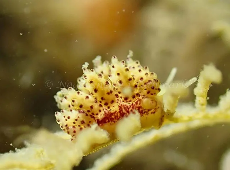 Doto coronata - Ammoniakhavnen - Foto: Ivar Albertsen