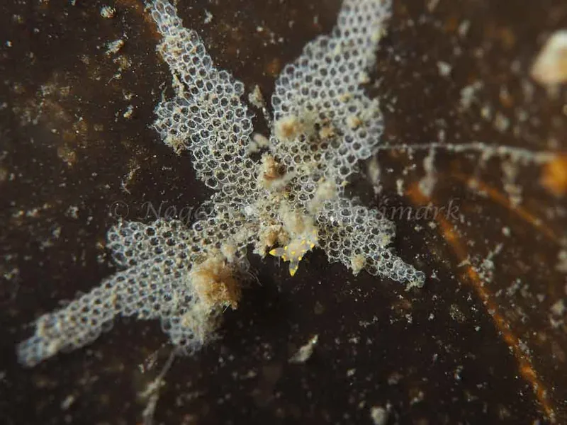 Polycera quadrilineata - Trykkerdammen - Foto: Elias Rasmussen