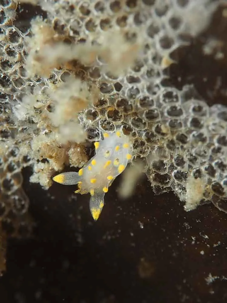 Polycera quadrilineata - Trykkerdammen - Foto: Elias Rasmussen