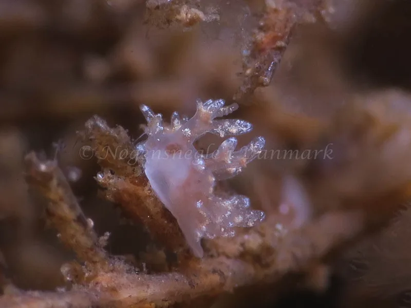 Dendronotus frondosus - Ammoniakhavnen - Foto: HP Ølgaard