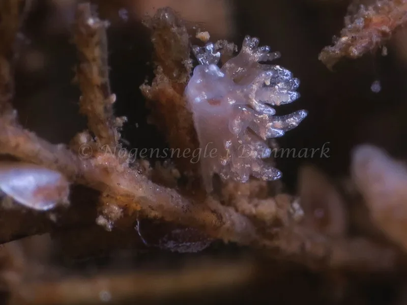 Dendronotus frondosus - Ammoniakhavnen - Foto: HP Ølgaard