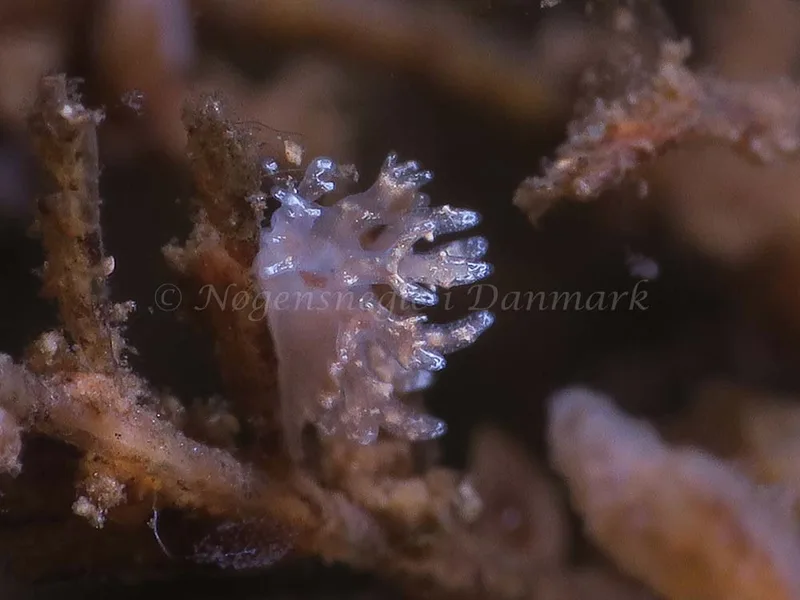 Dendronotus frondosus - Ammoniakhavnen - Foto: HP Ølgaard