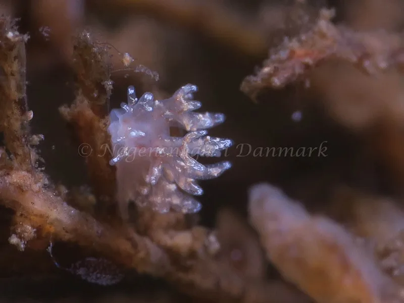 Dendronotus frondosus - Ammoniakhavnen - Foto: HP Ølgaard