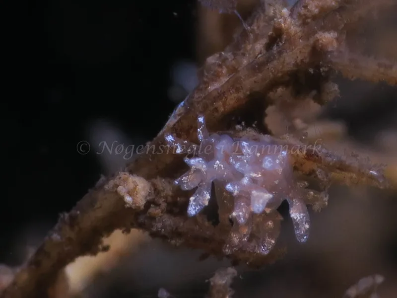Dendronotus frondosus - Ammoniakhavnen - Foto: HP Ølgaard