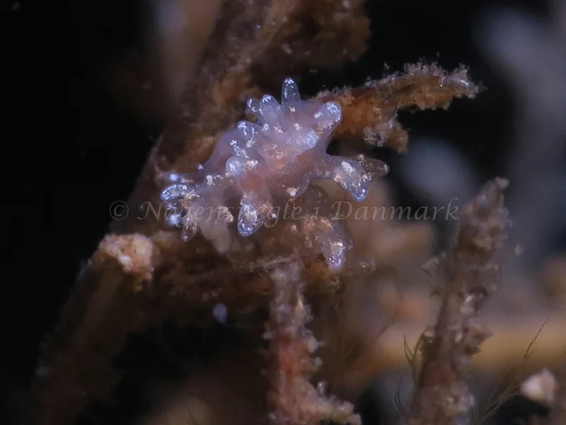 Dendronotus frondosus - Ammoniakhavnen - Foto: HP Ølgaard