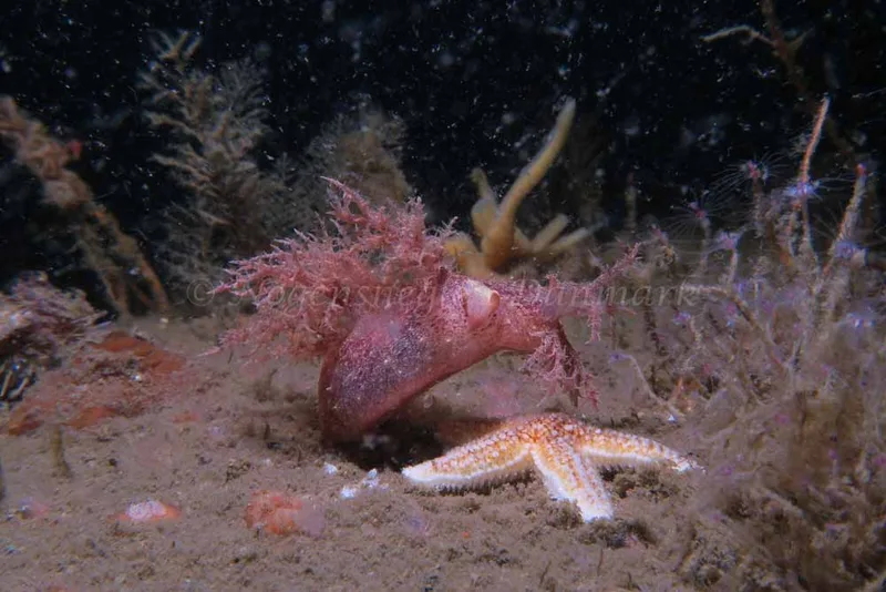 Dendronotus europaeus - M36 Minestryger - Foto: HP Ølgaard