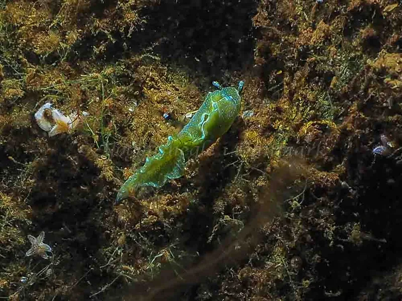 Elysia viridis - Kollund Mole - Foto: Jens Egon Jørgensen