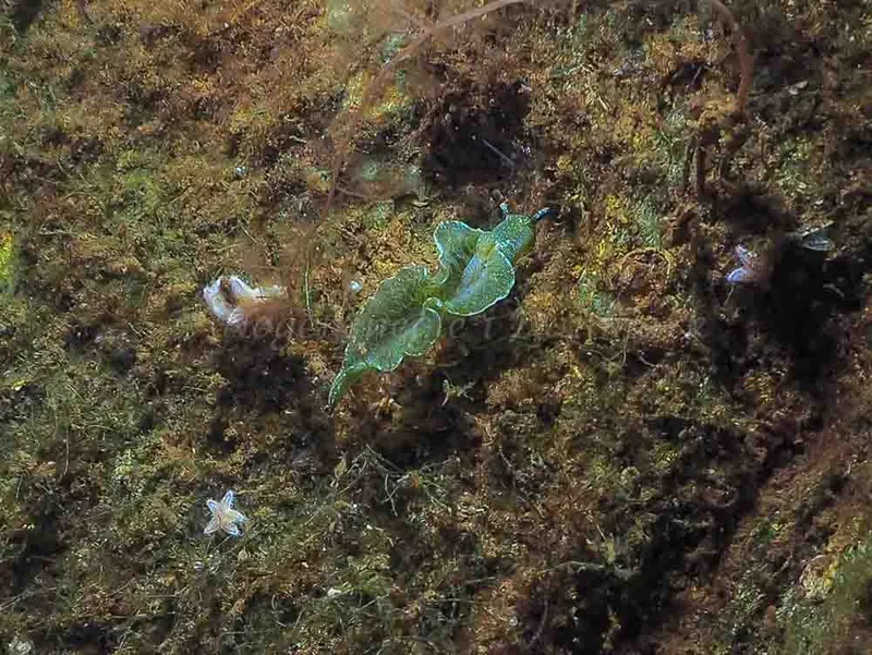 Elysia viridis - Kollund Mole - Foto: Jens Egon Jørgensen