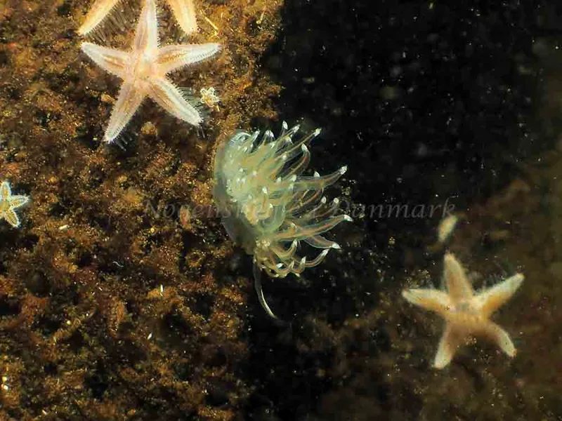 Facelina bostoniensis - Kollund Mole - Foto: Jens Egon Jørgensen