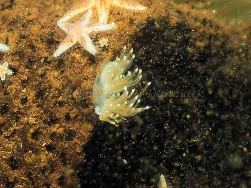 Facelina bostoniensis - Kollund Mole - Foto: Jens Egon Jørgensen