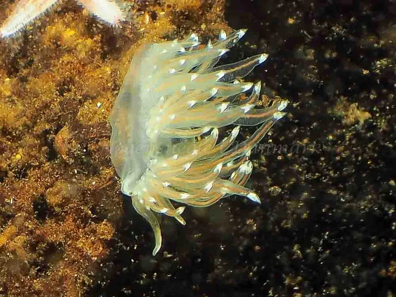 Facelina bostoniensis - Kollund Mole - Foto: Jens Egon Jørgensen
