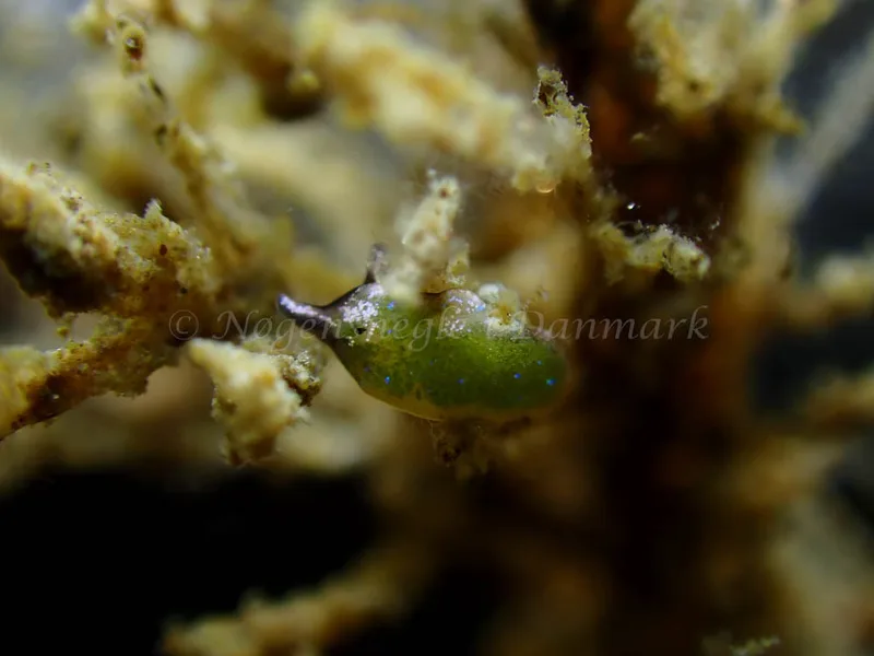 Elysia viridis - Ammoniakhavnen - Foto: Laurits Larsen