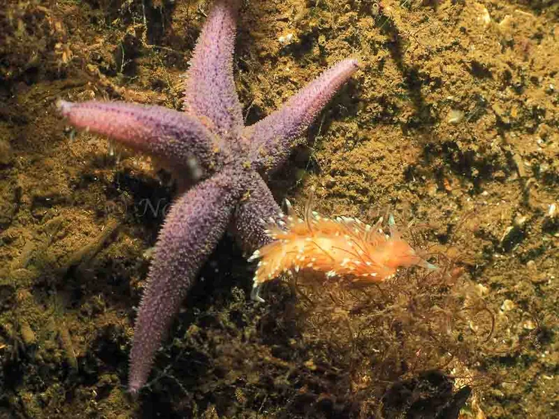 Facelina bostoniensis - Sønderhav Strand - Foto: Jens Egon Jørgensen