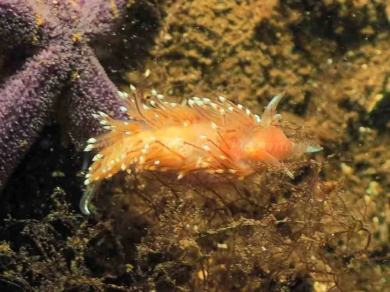 Facelina bostoniensis - Sønderhav Strand - Foto: Jens Egon Jørgensen