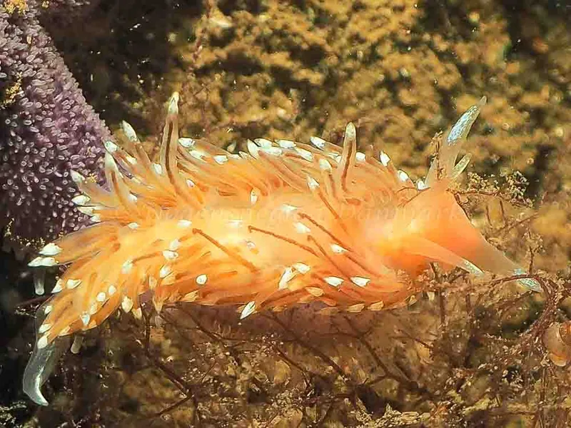 Facelina bostoniensis - Sønderhav Strand - Foto: Jens Egon Jørgensen