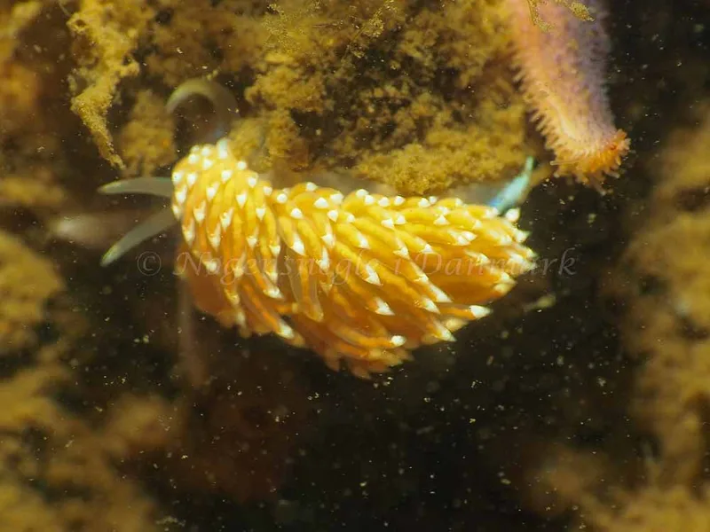 Facelina bostoniensis - Teglværkshavnen - Foto: Jens Egon Jørgensen
