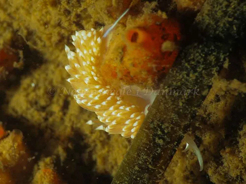 Facelina bostoniensis - Teglværkshavnen - Foto: Jens Egon Jørgensen