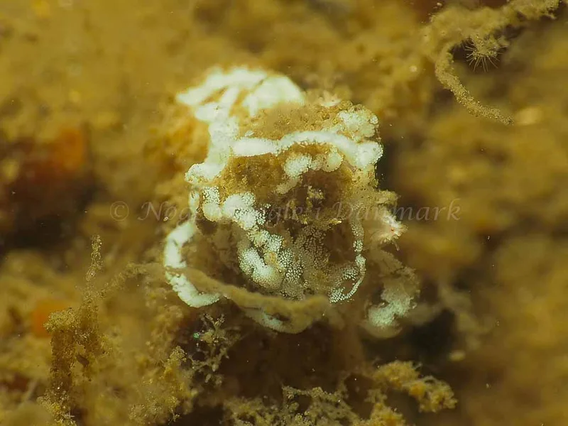 Facelina bostoniensis - Teglværkshavnen - Foto: Jens Egon Jørgensen