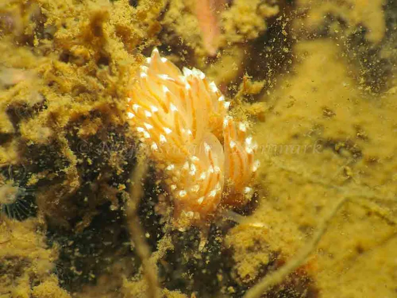 Facelina bostoniensis - Teglværkshavnen - Foto: Jens Egon Jørgensen