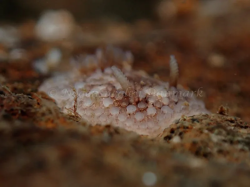 Onchidoris bilamellata - Lyngsbo Strand - Foto: Kim Sørensen