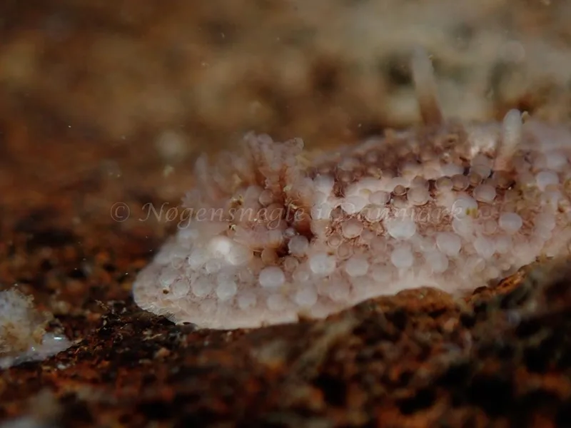 Onchidoris bilamellata - Lyngsbo Strand - Foto: Kim Sørensen