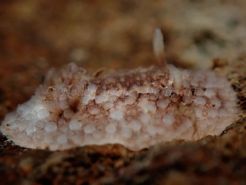 Onchidoris bilamellata - Lyngsbo Strand - Foto: Kim Sørensen