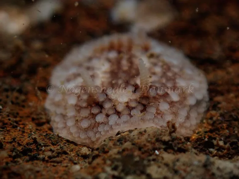 Onchidoris bilamellata - Lyngsbo Strand - Foto: Kim Sørensen