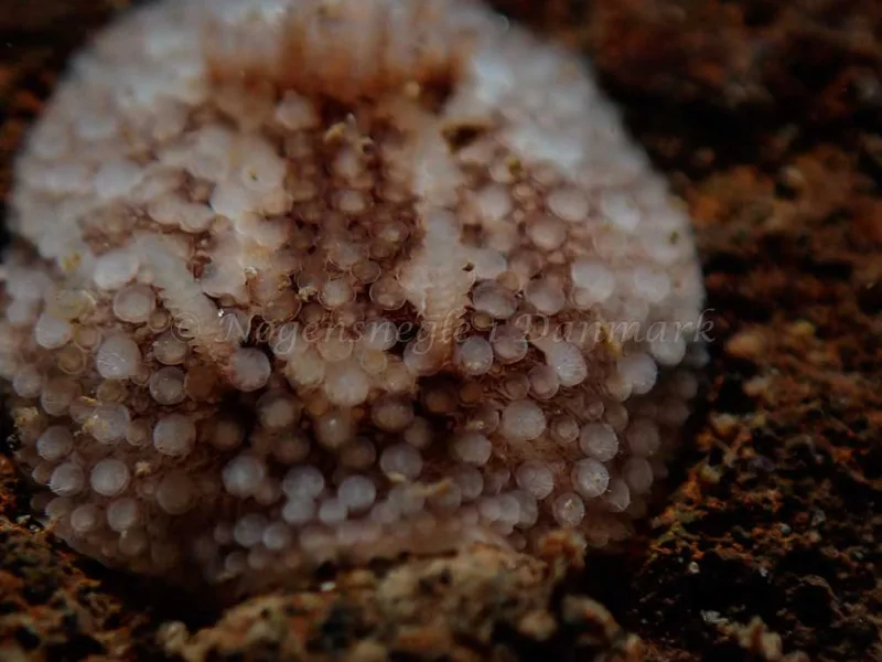 Onchidoris bilamellata - Lyngsbo Strand - Foto: Kim Sørensen