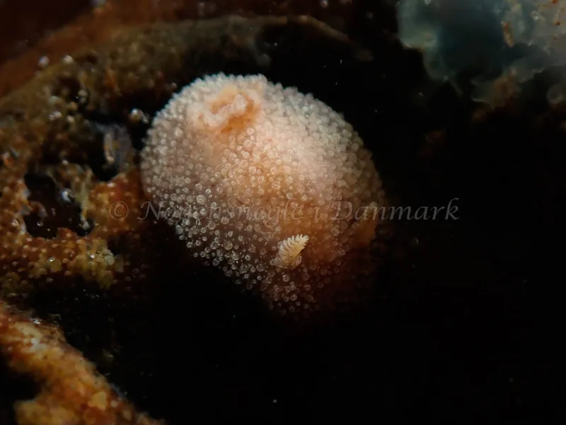 Acanthodoris pilosa - Lyngsbo Strand - Foto: Kim Sørensen