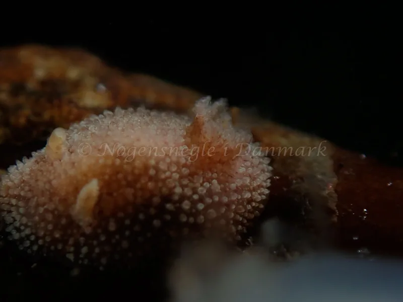Acanthodoris pilosa - Lyngsbo Strand - Foto: Kim Sørensen