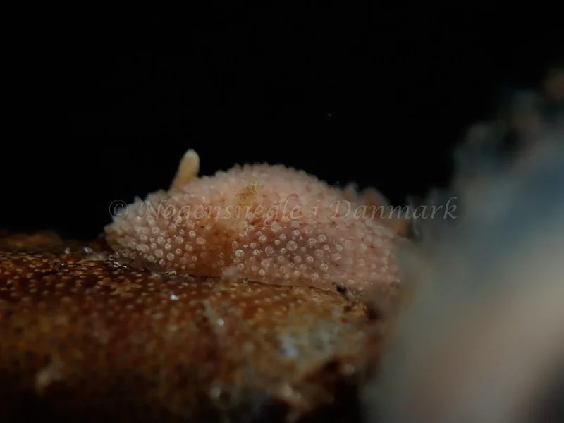 Acanthodoris pilosa - Lyngsbo Strand - Foto: Kim Sørensen