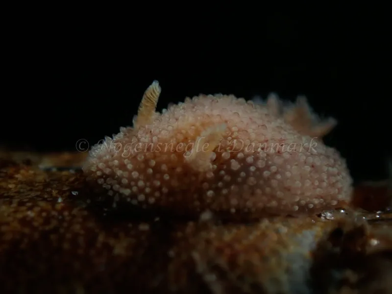 Acanthodoris pilosa - Lyngsbo Strand - Foto: Kim Sørensen