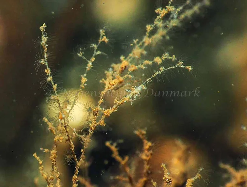 Eubranchus scintillans - Kollund Mole - Foto: Jens Egon Jørgensen
