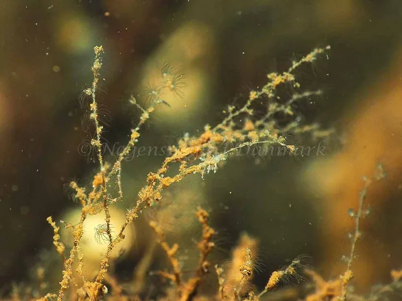 Eubranchus scintillans - Kollund Mole - Foto: Jens Egon Jørgensen