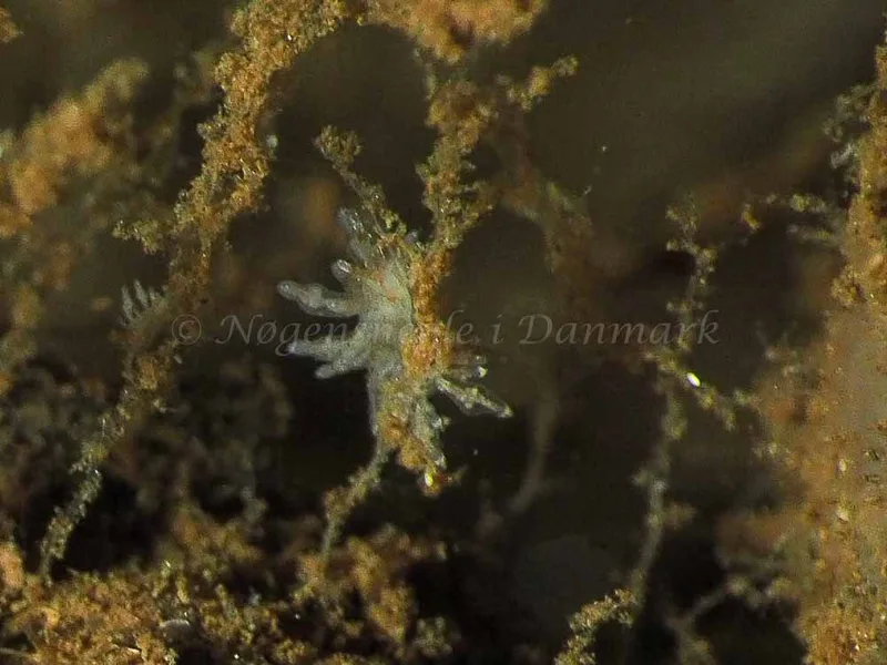 Eubranchus scintillans - Kollund Mole - Foto: Jens Egon Jørgensen