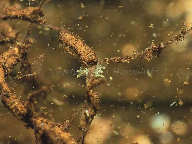 Amphorina viriola - Kollund Mole - Foto: Jens Egon Jørgensen