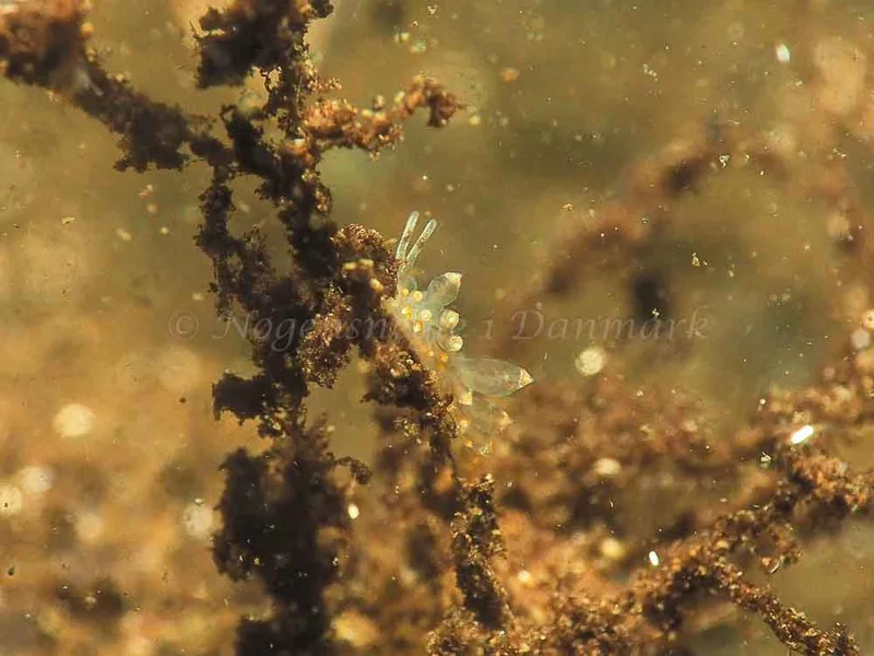 Amphorina viriola - Kollund Mole - Foto: Jens Egon Jørgensen