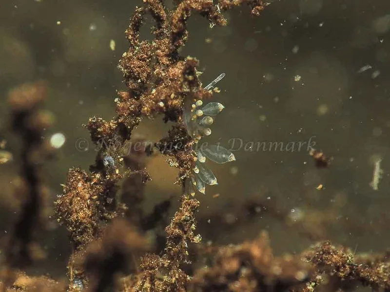 Amphorina viriola - Kollund Mole - Foto: Jens Egon Jørgensen