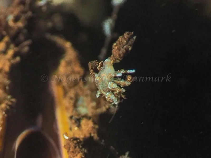 Eubranchus scintillans - Kollund Mole - Foto: Jens Egon Jørgensen