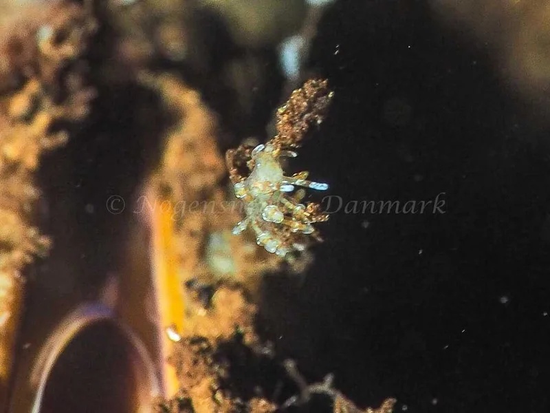 Eubranchus scintillans - Kollund Mole - Foto: Jens Egon Jørgensen