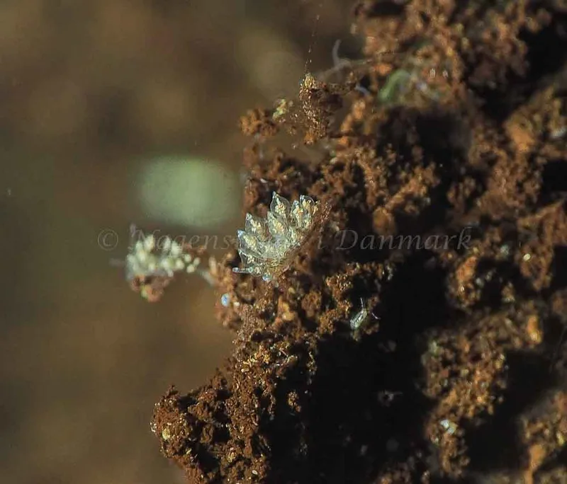 Eubranchus scintillans - Kollund Mole - Foto: Jens Egon Jørgensen