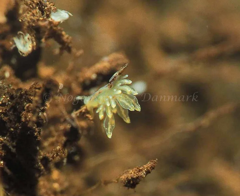 Amphorina viriola - Kollund Mole - Foto: Jens Egon Jørgensen