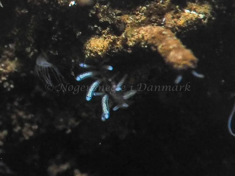Tenellia adspersa - Kollund Mole - Foto: Jens Egon Jørgensen