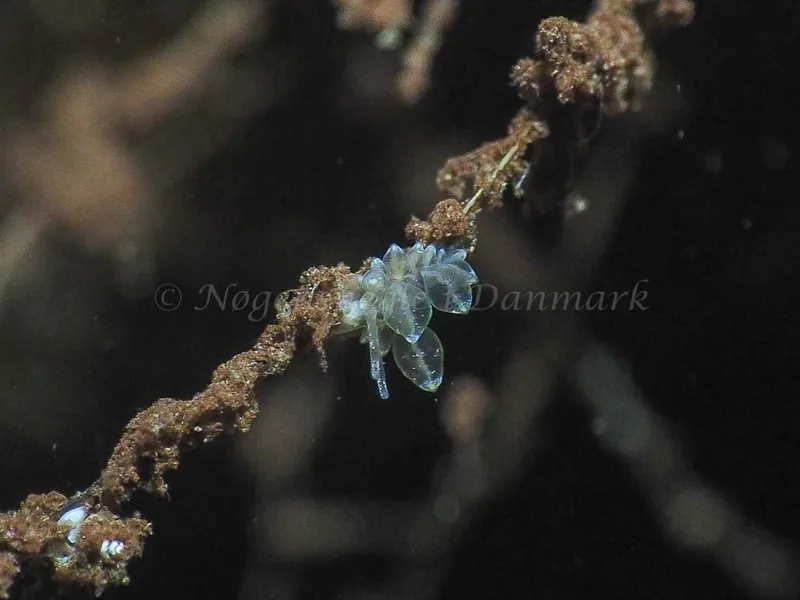Amphorina viriola - Kollund Mole - Foto: Jens Egon Jørgensen