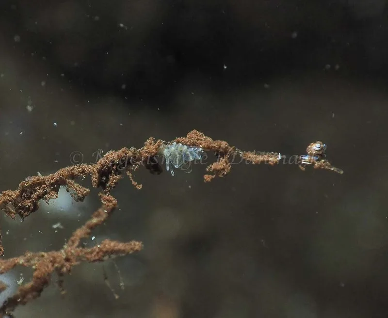 Amphorina viriola - Kollund Mole - Foto: Jens Egon Jørgensen