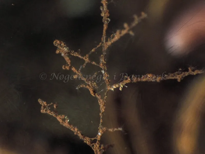 Eubranchus scintillans - Kollund Mole - Foto: Jens Egon Jørgensen