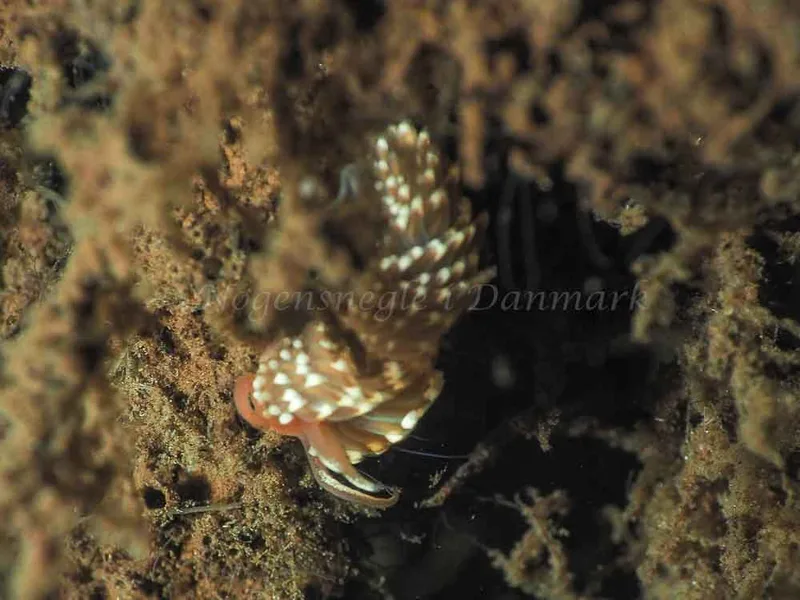 Facelina bostoniensis - Kollund Lillestrand - Foto: Jens Egon Jørgensen