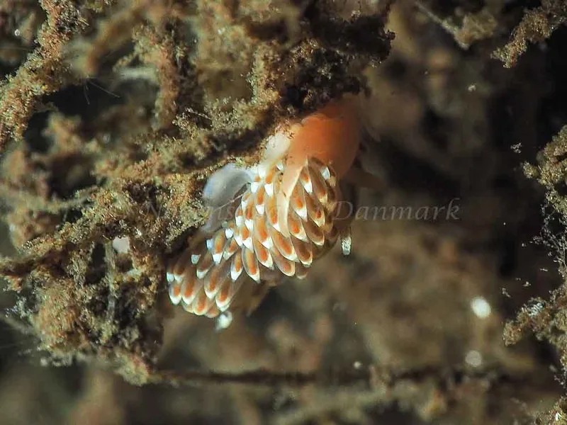 Facelina bostoniensis - Kollund Lillestrand - Foto: Jens Egon Jørgensen